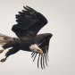 Baldy In Flight