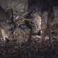 Buck Duel