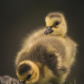Goslings