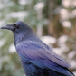 Iridescent raven 