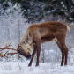 Sparring caribou