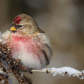 Common Redpoll