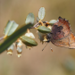 Brown Elfin