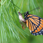 Viceroy drying its wings