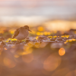 Sandpiper Sparkle