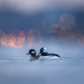 Buffleheads 