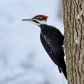 Pileated Perfection