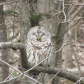Sleeping Barred Owl