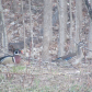 Male and Female Wood Ducks