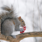 Tasty Berry Feast