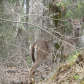 Doe in the woods