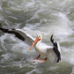 Return of the pelicans