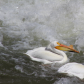 Return of the pelicans
