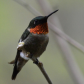 Regal Ruby Throated Hummingbird