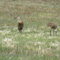 Sandhill Cranes 