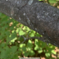 Grey Tree Frog