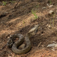 Eastern Hognose Snake