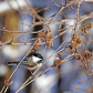 Chickadee And Burrs