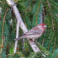 Male House Finch In Fall