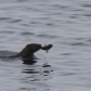Diving for dinner