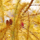 Tamarack Gold