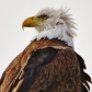 Eagle Eyed