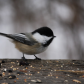 Wildlife in Whitemud