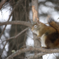 Wildlife in Whitemud