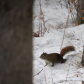 Wildlife in Whitemud