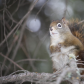 Wildlife in Whitemud