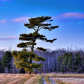 Windswept Pine