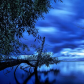Flooded Birches