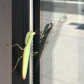 Mantis Reflections