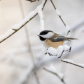 Black Capped Chickadee hugged by snow