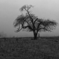 TREES AND FOG