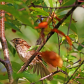 White Throated Sparrow In Fall