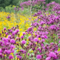 Explosion of colours