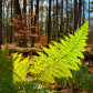 Late Autumn Ferns