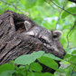 Raccoon