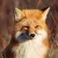 Red fox