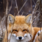 Red fox