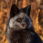 Red fox
