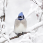 Blue jay 