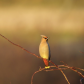 Bohemian waxwing 