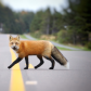 Red fox 