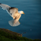 Seagull Landing