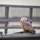 Snowy owl