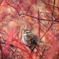 White throated sparrow 