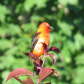 Brilliant Orange