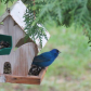 Indigo Bunting